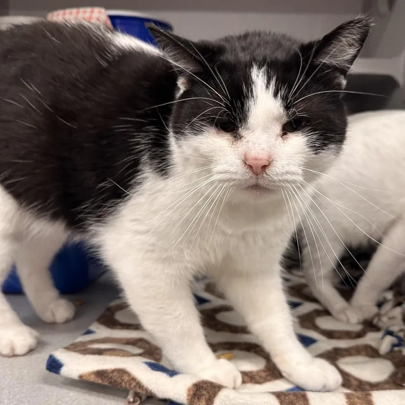 An adult small-sized male Black Domestic Short Hair cat named Willie for adoption in Mount Vernon, IN