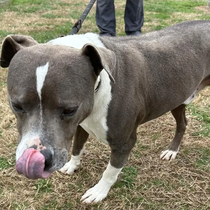 An adult medium-sized male Gray / Blue / Silver American Staffordshire Terrier dog named Butch for adoption in Greenville, SC