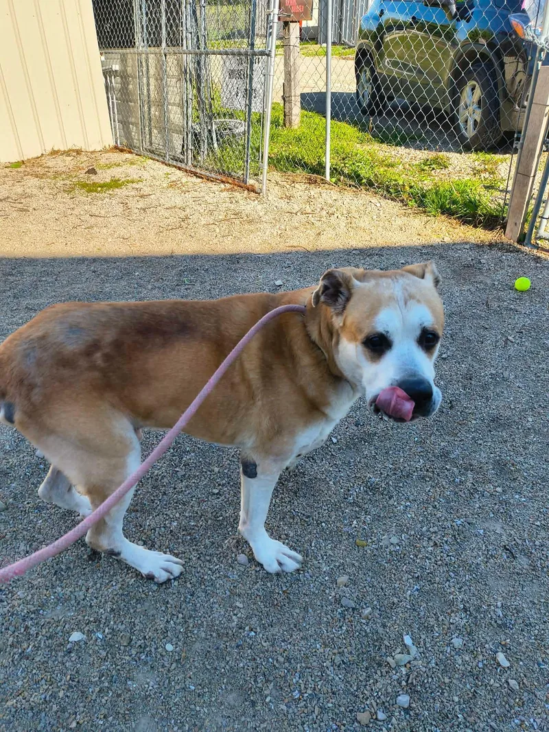 A senior extra large-sized male Anatolian Shepherd dog named Pancho for adoption in Stover, MO