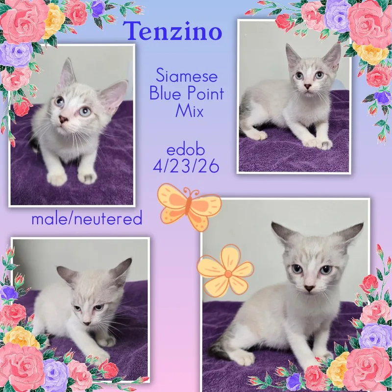 Tenzino MVT