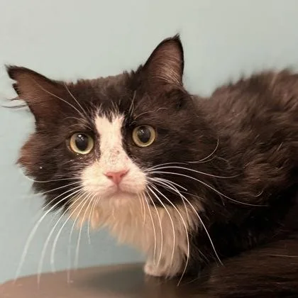 A young small-sized male Domestic Long Hair cat named Starlord for adoption in Janesville, WI