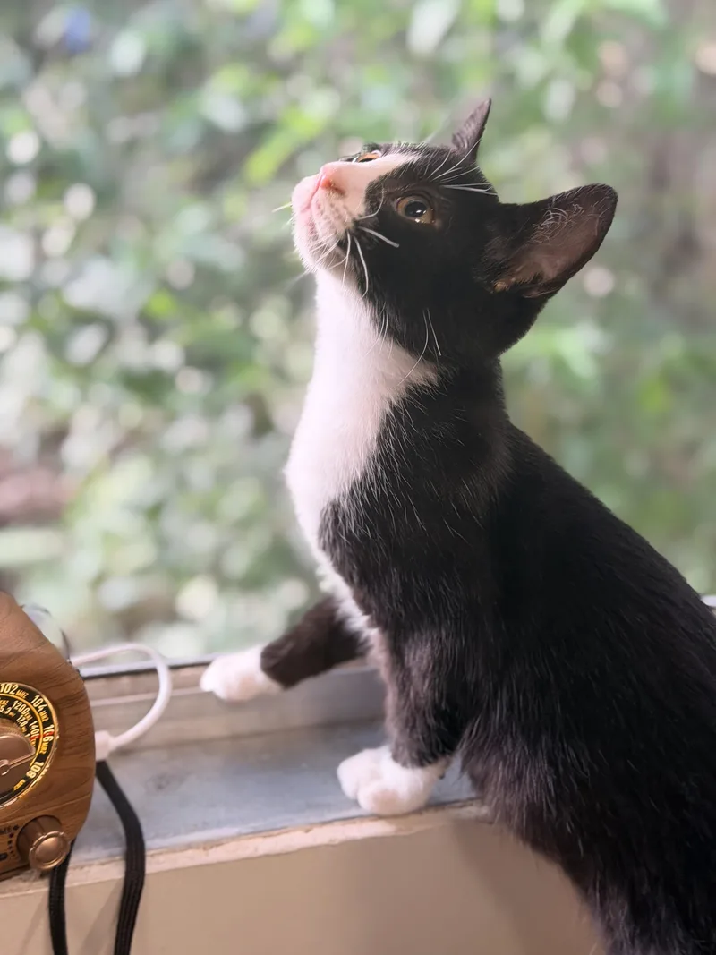 A baby medium-sized female Domestic Short Hair cat named Thelma for adoption in Orange City, FL