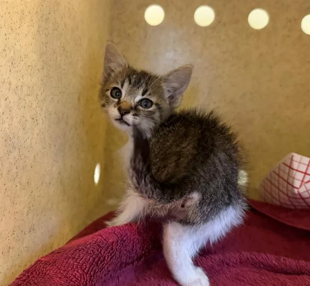 A baby small-sized female Domestic Short Hair cat named Kit for adoption in Tustin, CA