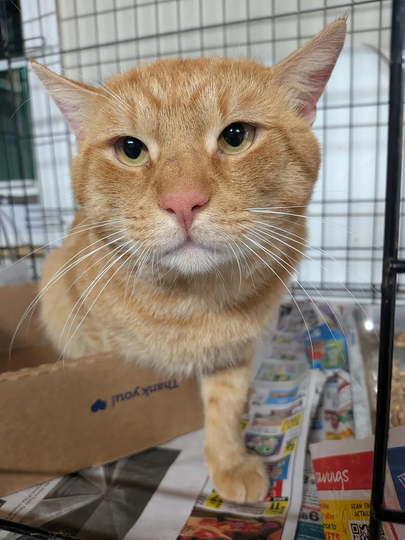 An adult large-sized male American Shorthair cat named Rocky for adoption in Montclair, NJ
