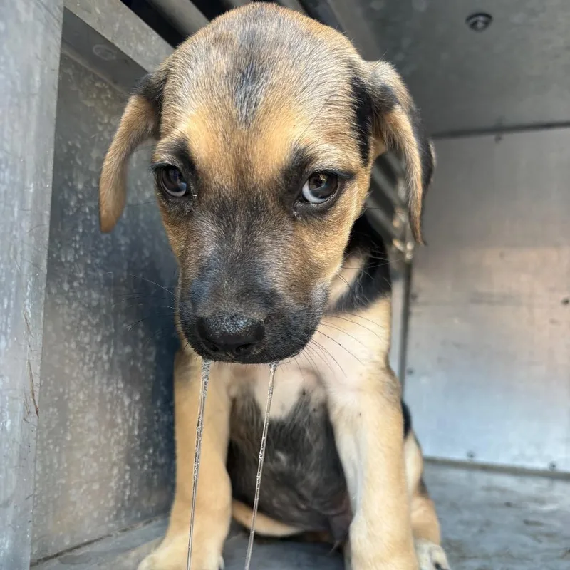 A baby medium-sized male Black Mountain Cur dog named Booger for adoption in Lufkin, TX