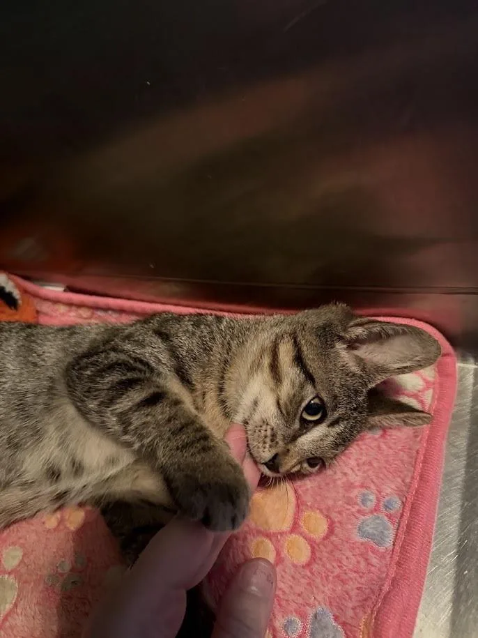 A baby small-sized male Gray / Blue / Silver Domestic Short Hair cat named Alvin for adoption in Deltona, FL