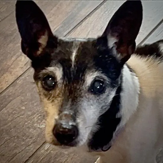 Violet V thumbnail 2