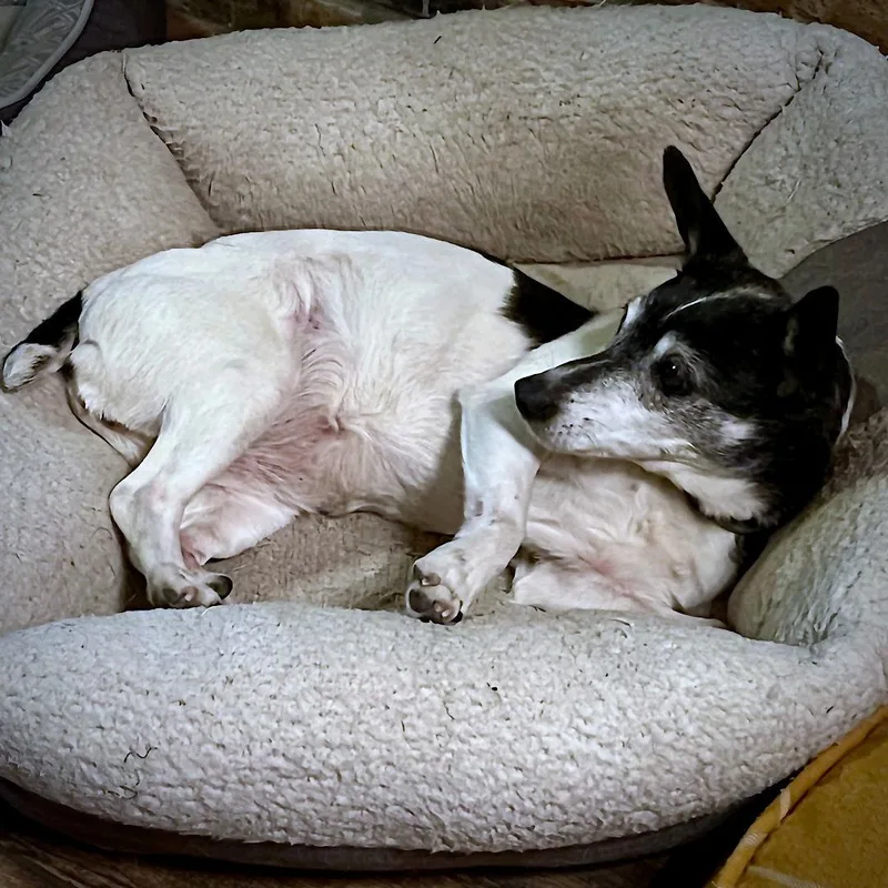 Violet V thumbnail 3