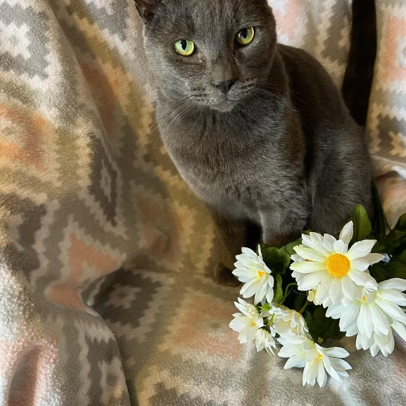 Maverick thumbnail 2