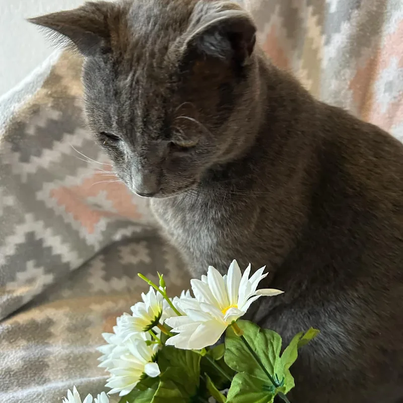 Maverick thumbnail 3