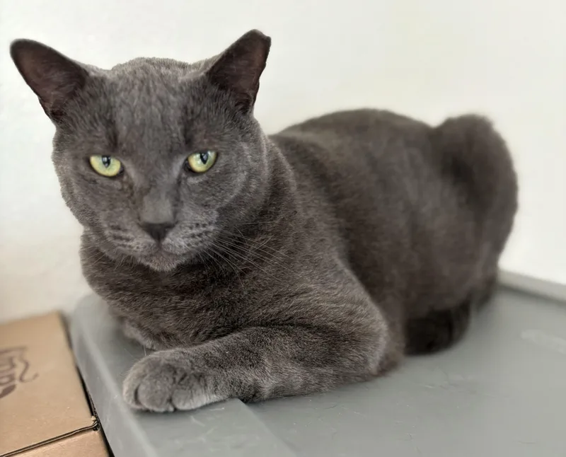 Maverick thumbnail 4