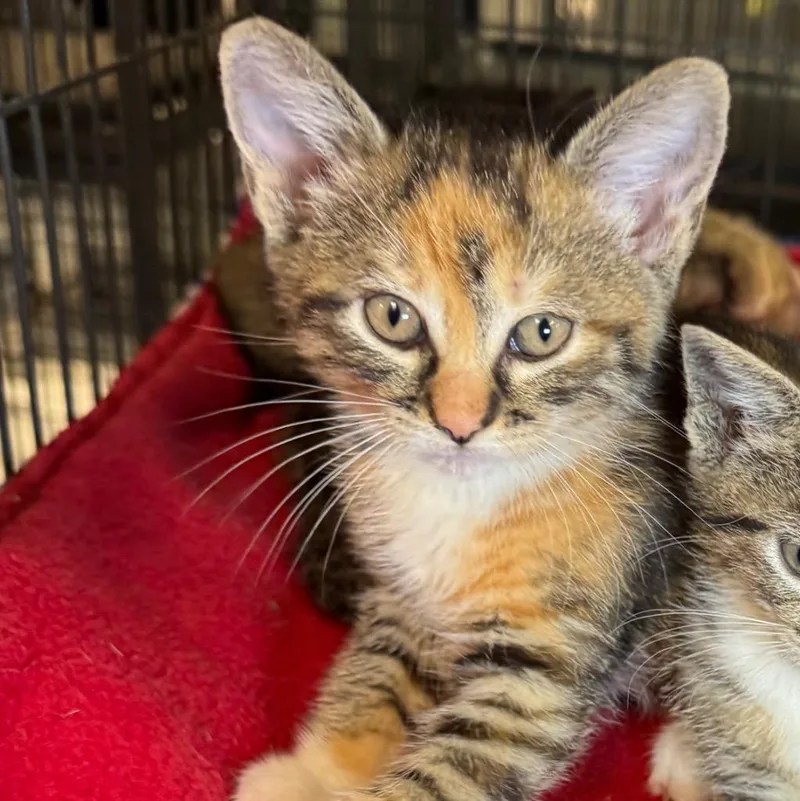 A baby medium-sized female Domestic Short Hair cat named Kendall for adoption in Saginaw, MI