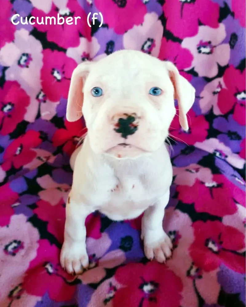 A baby large-sized female Boxer dog named Veg Litter  Cucumber for adoption in Monticello, NY