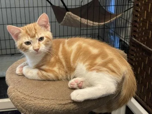 A baby medium-sized male Orange & White Domestic Short Hair cat named Poniar ORT for adoption in Missouri City, TX