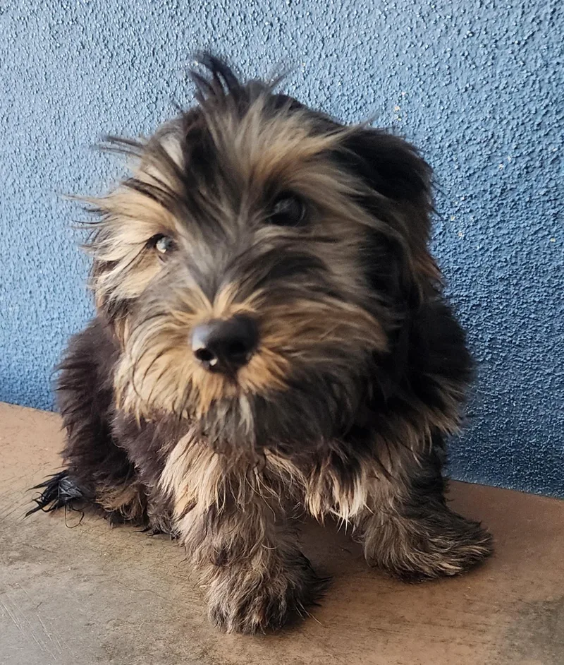 A baby small-sized male Black Shih Tzu dog named Georgie for adoption in Victorville, CA
