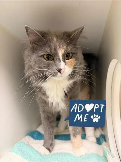 An adult medium-sized female Domestic Long Hair cat named Foghorn for adoption in Lowell, MA
