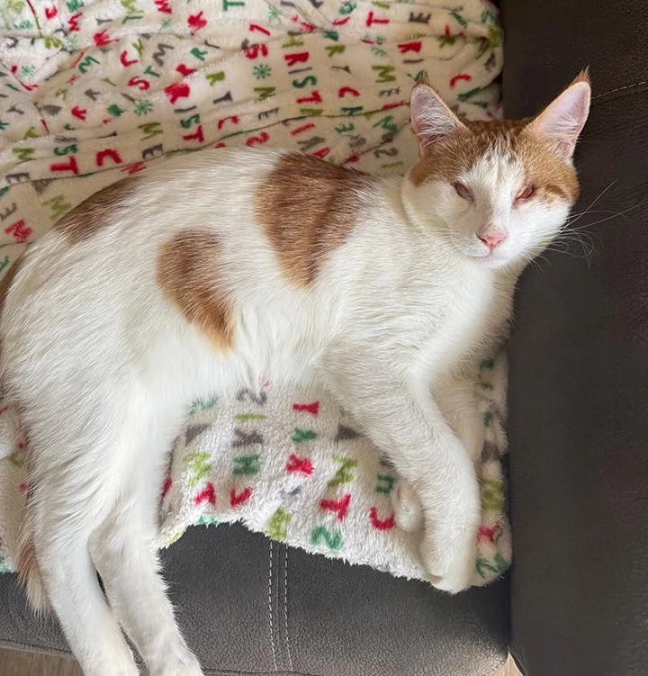 A young medium-sized female Orange & White Domestic Short Hair cat named Clinton for adoption in Long Beach, CA