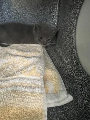A baby small-sized male Domestic Short Hair cat named Storm Cloud for adoption in Daytona Beach, FL