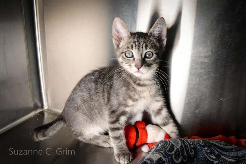 A baby small-sized female Domestic Short Hair cat named Phoebe for adoption in New Orleans, LA