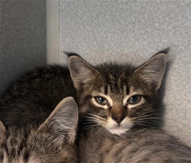 A baby medium-sized female Domestic Short Hair cat named Bubbles for adoption in Dallas, TX