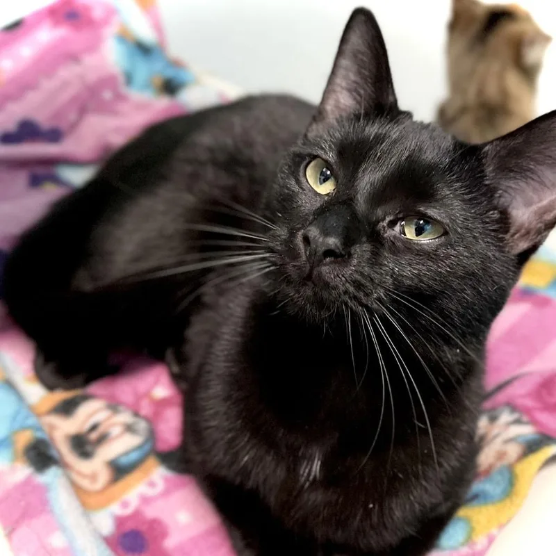 An adult medium-sized female Black Domestic Short Hair cat named Pansy for adoption in Inver Grove Heights, MN