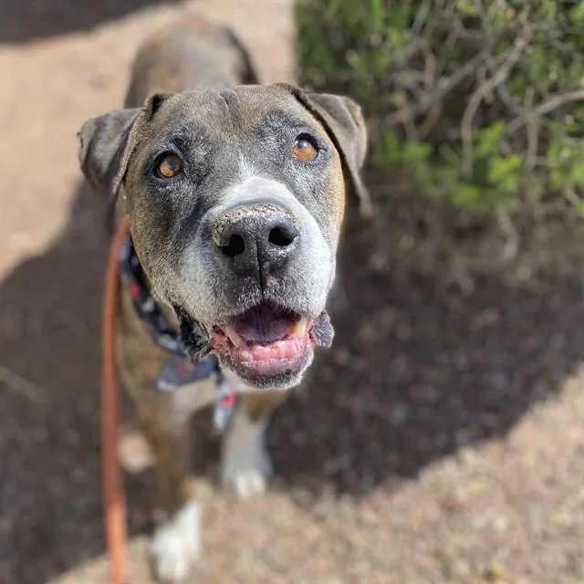 An adult large-sized male Boxer dog named Franklin for adoption in Phoenix, AZ