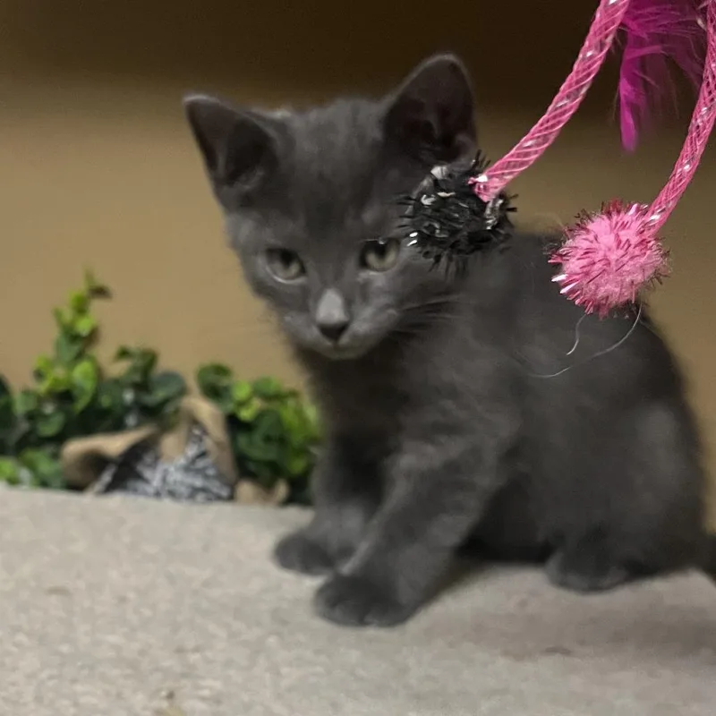 A baby small-sized male Gray / Blue / Silver Domestic Medium Hair cat named Gil for adoption in Concord, NH