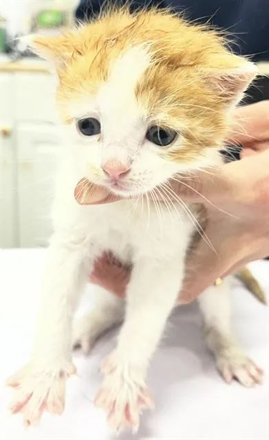 A baby small-sized male Domestic Short Hair cat named Qaffle for adoption in Upper Marlboro, MD