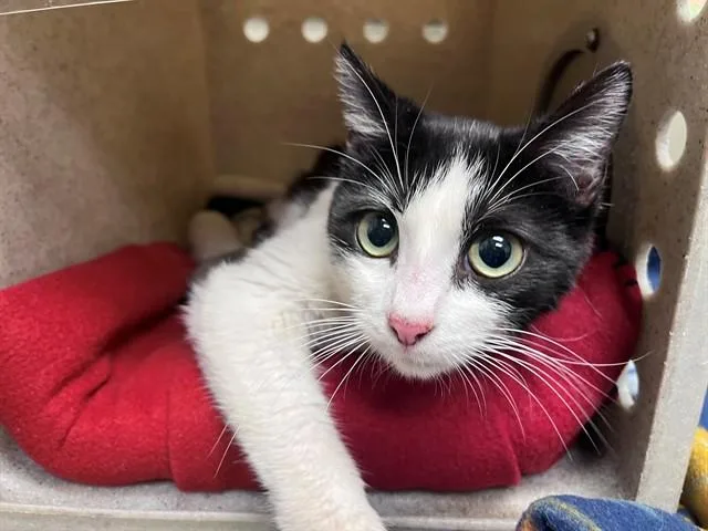 A young medium-sized female Domestic Short Hair cat named Allie for adoption in Moreno Valley, CA