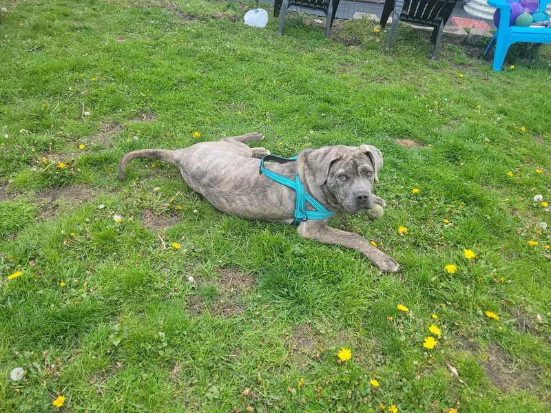 A young large-sized male Cane Corso dog named Lucky Ducky for adoption in St. Clair Shores, MI