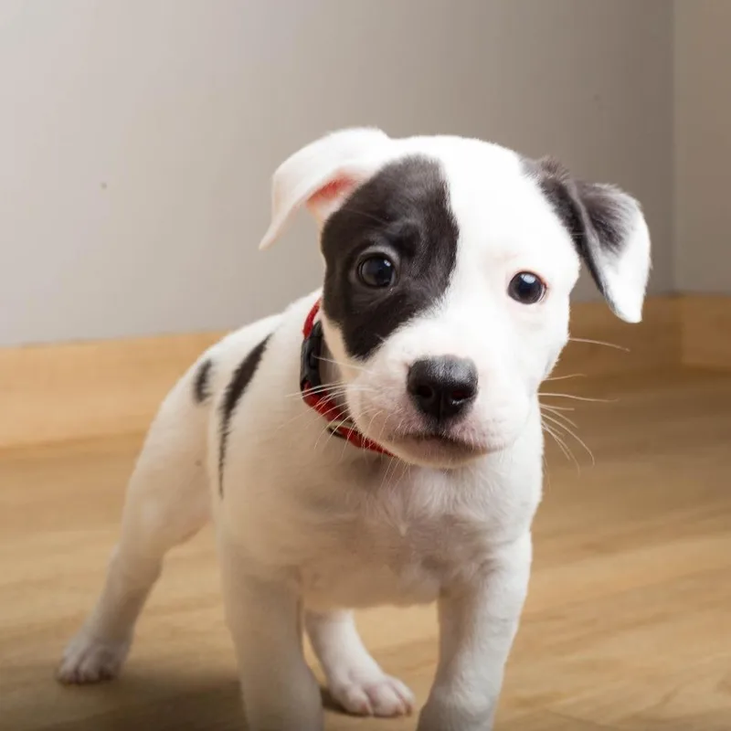 A baby small-sized male White / Cream Labrador Retriever dog named Angus D for adoption in Minnetonka, MN