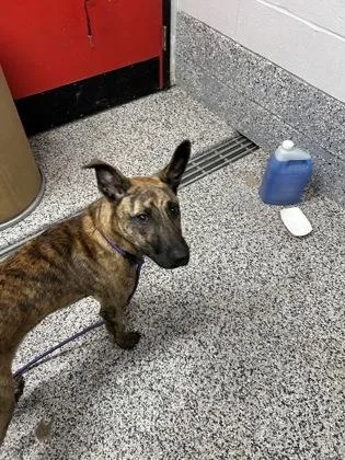 An adult medium-sized female Belgian Shepherd / Malinois dog named Misha for adoption in West Chester, PA