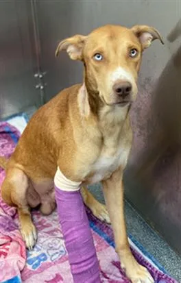 An adult medium-sized male Mixed Breed dog named Buddy for adoption in Dallas, TX