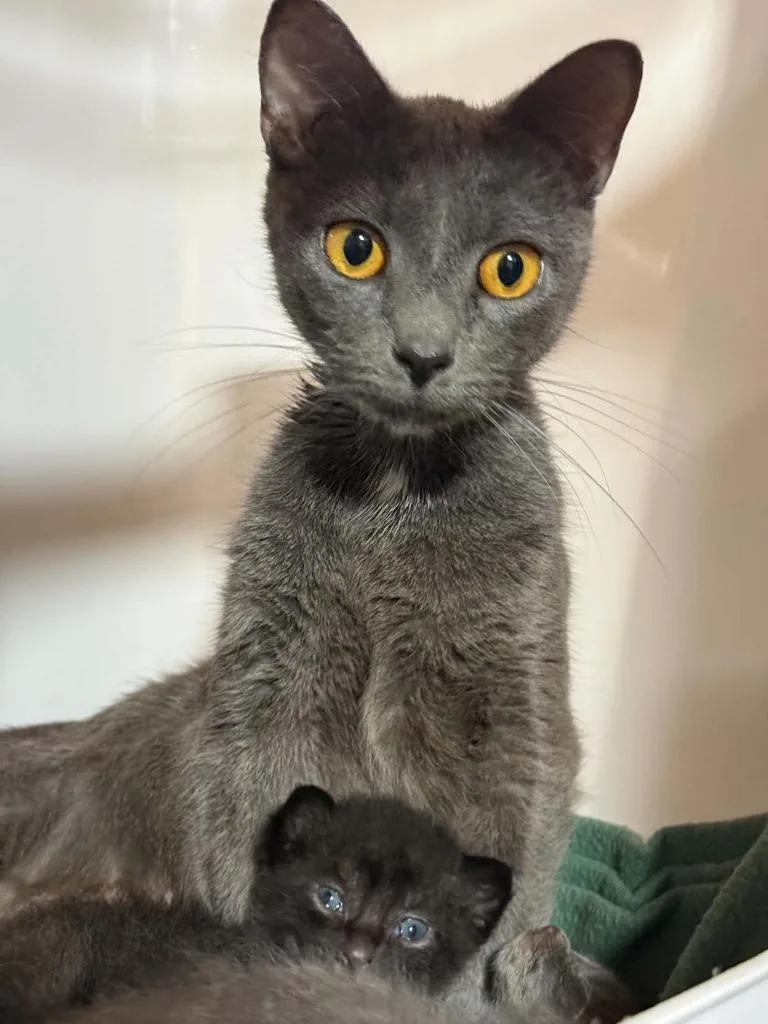An adult small-sized female Domestic Short Hair cat named Pepper for adoption in Gorham, ME