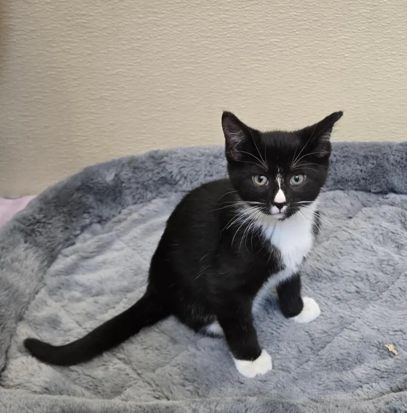 A baby small-sized male Black & White / Tuxedo Tuxedo cat named Tofu for adoption in New Rochelle, NY