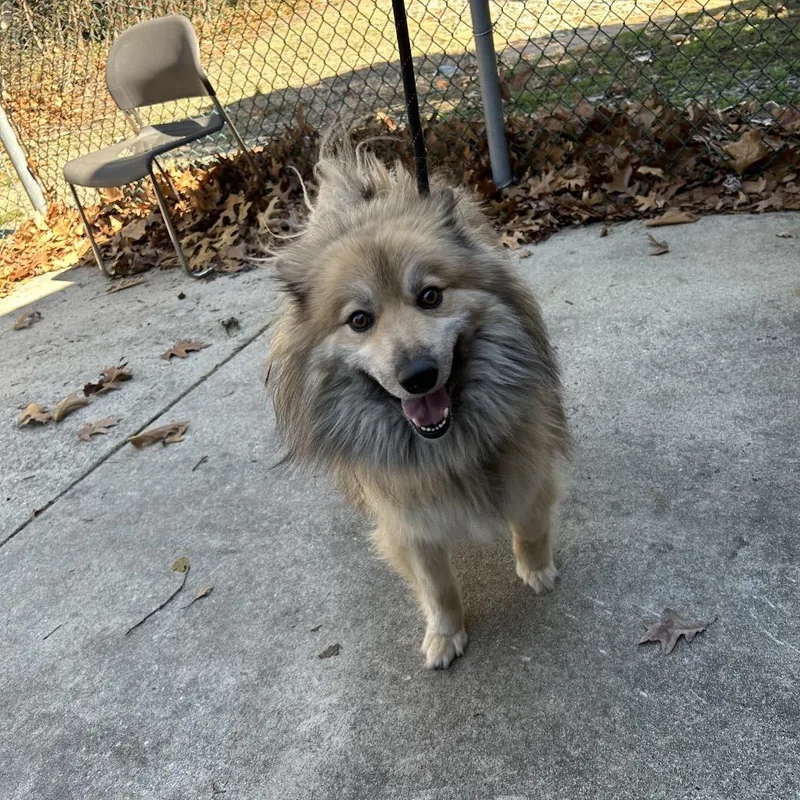 An adult medium-sized male Yellow / Tan / Blond / Fawn Pomeranian dog named Tornado for adoption in Newark, NJ