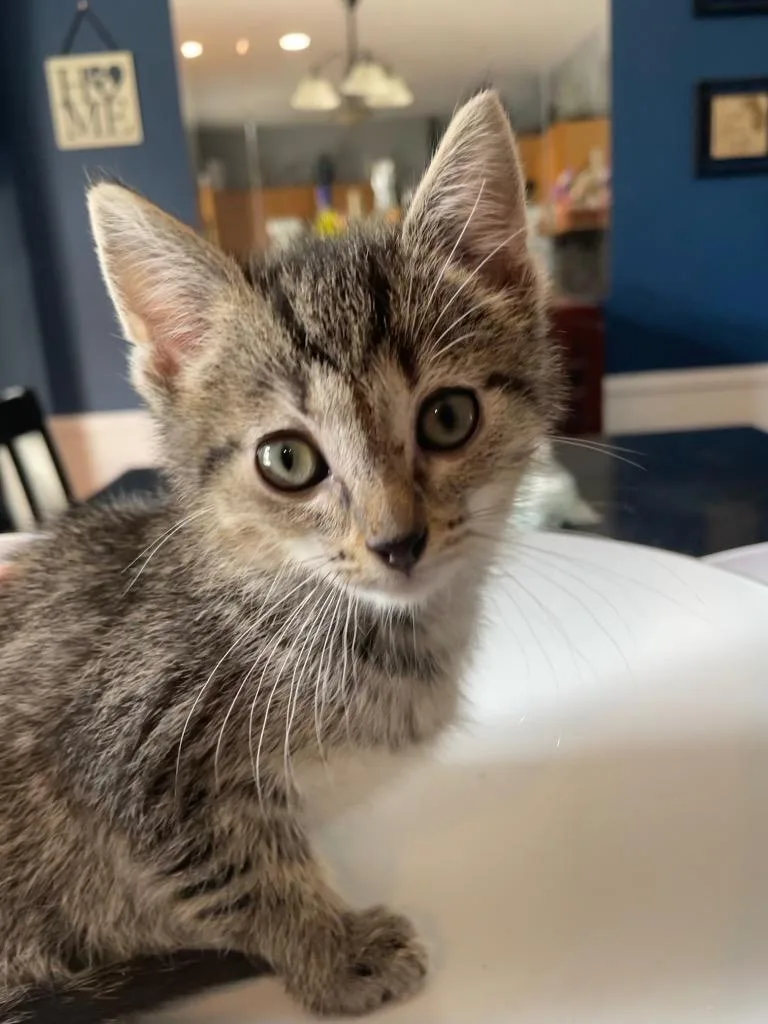A baby small-sized male Domestic Short Hair cat named Muddle for adoption in Newaygo, MI