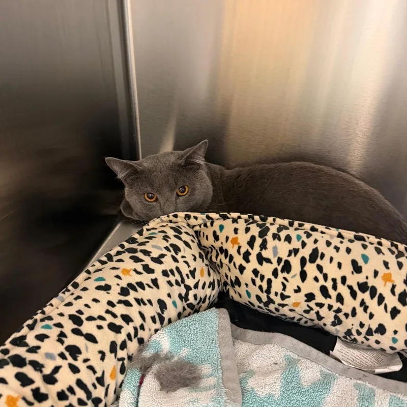 An adult medium-sized male Gray / Blue / Silver Domestic Short Hair cat named Earl Grey for adoption in Scituate, MA