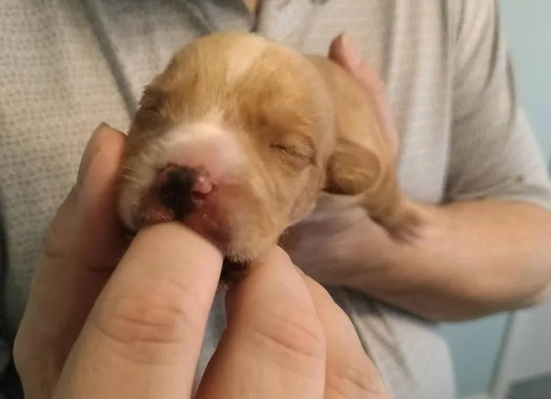 Baby Snoop thumbnail 3
