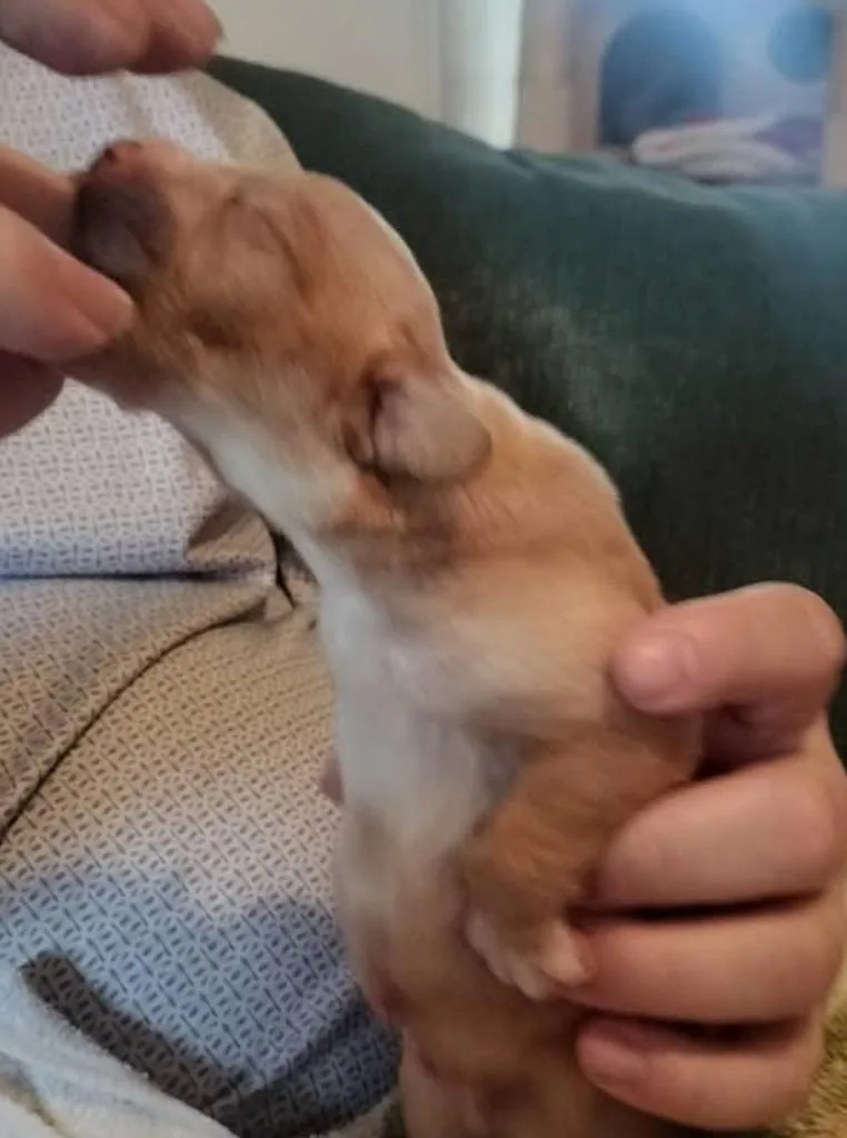 Baby Snoop thumbnail 4