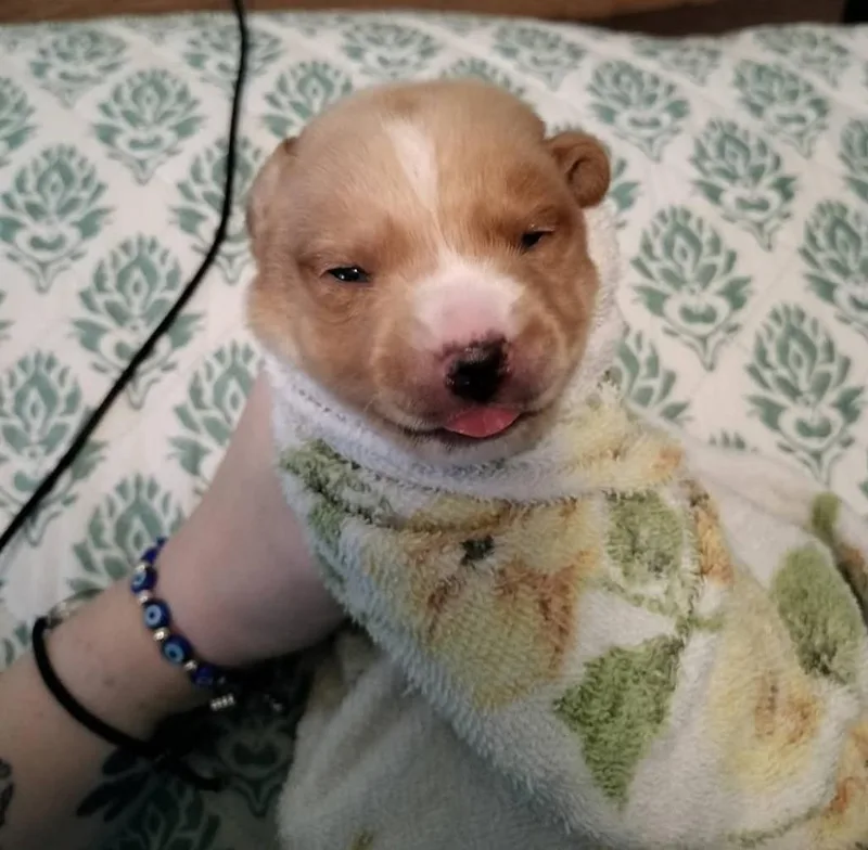 Baby Snoop thumbnail 6
