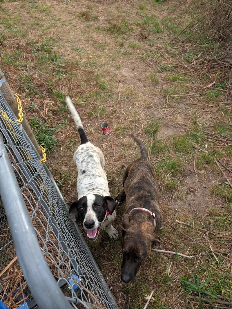 Maisy And Betsy thumbnail 2