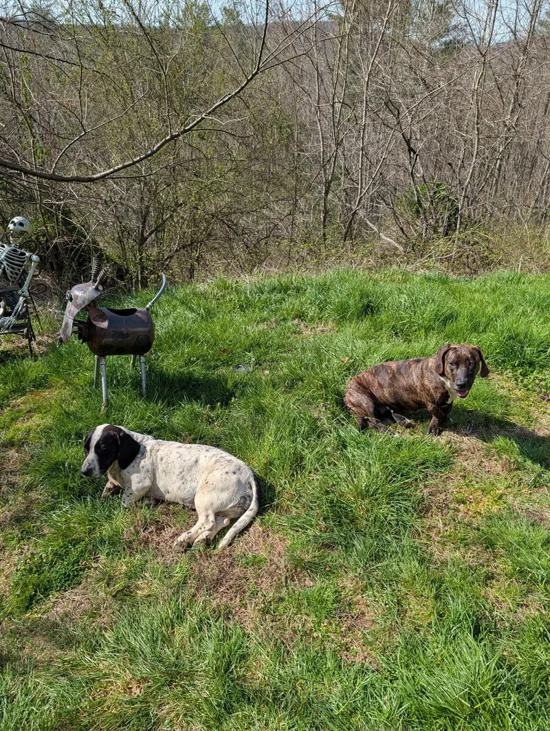 A young medium-sized female Tricolor (Brown, Black, & White) Basset Hound dog named Maisy And Betsy for adoption in Dayton, TN