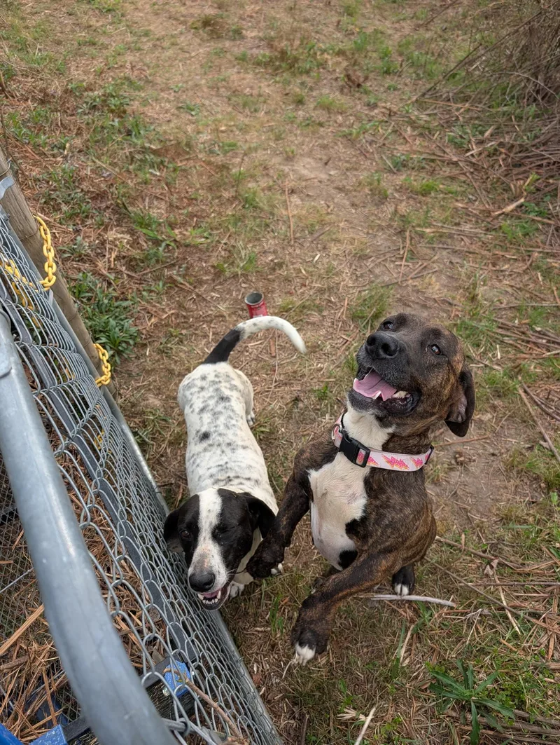 Maisy And Betsy thumbnail 3