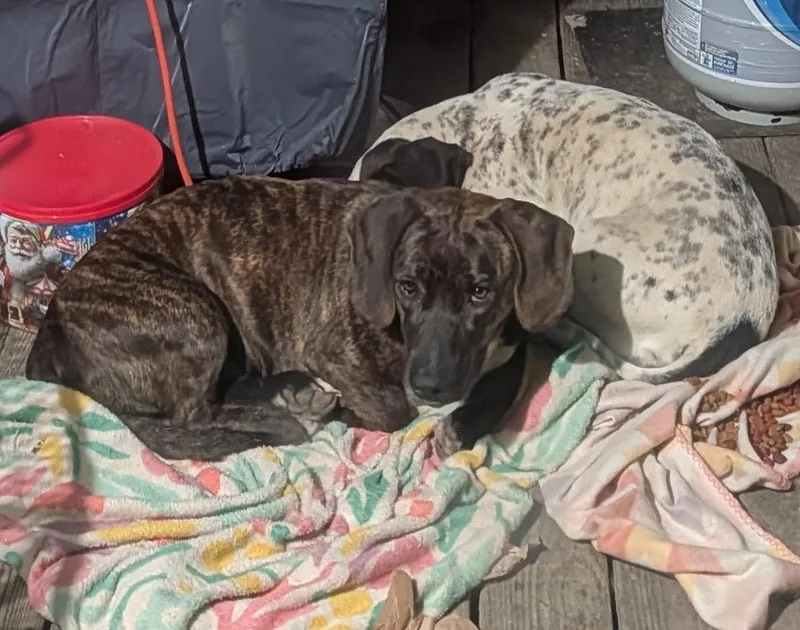 Maisy And Betsy thumbnail 6