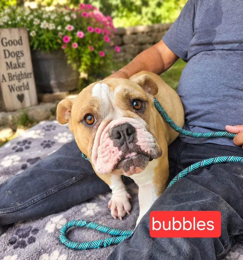A young medium-sized female Bulldog dog named Bubbles for adoption in Fort Worth, TX