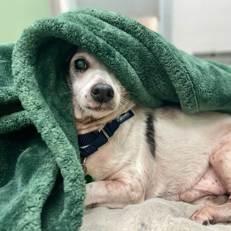 A senior small-sized male White / Cream Jack Russell Terrier dog named Ozzy for adoption in Freeport, FL