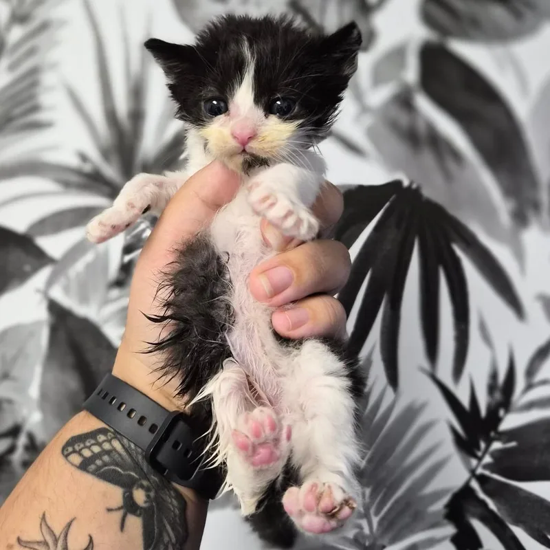 A baby small-sized male Black Domestic Short Hair cat named Hot Pocket for adoption in Wahiawa, HI