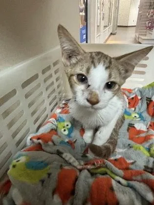 A young small-sized male Domestic Short Hair cat named a Lizard for adoption in North Charleston, SC