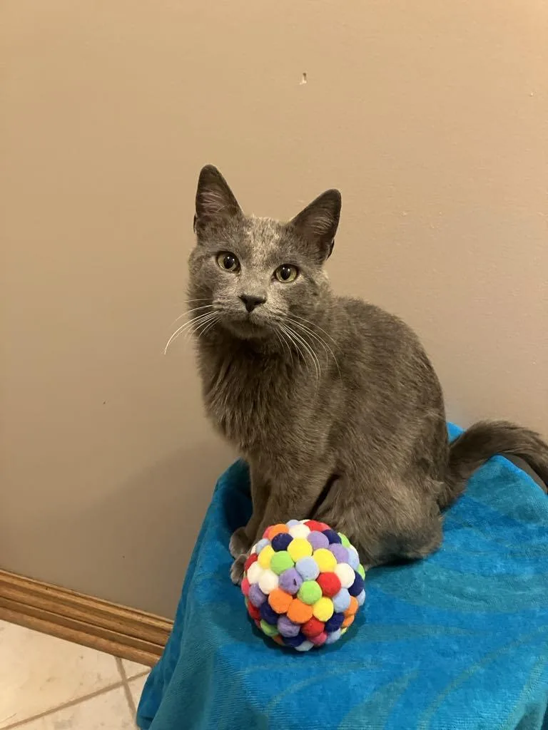 An adult medium-sized male Gray / Blue / Silver Domestic Short Hair cat named Nye for adoption in Omaha, NE